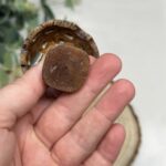 Set 3 Banksia Pod Mushrooms Wooden Fungi Ornaments Natural Decor Gift