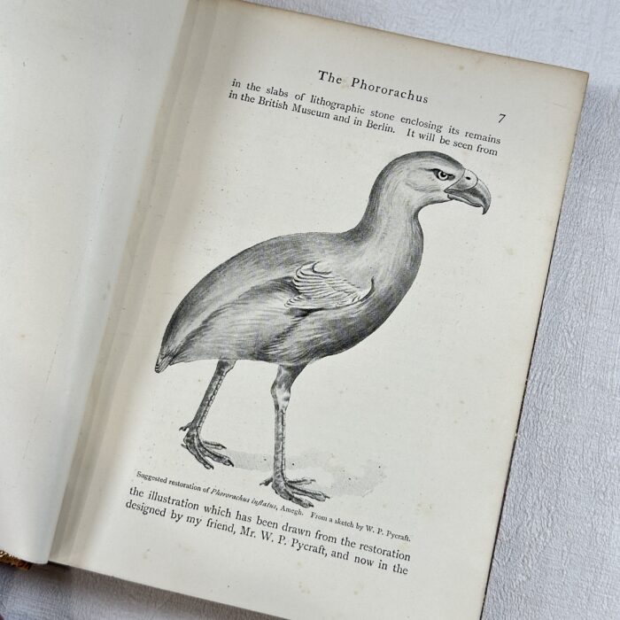 Wonders of the Bird World 1898 Prize Binding R Bowdler Sharpe Ornithology