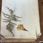 Vintage 70s Wooden Flower Press | Traditional Floral Craft Tool | Dried Flower Art Gift