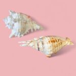 Vintage Pair of Large Murex & Spider Conch Shells | Coastal Boho Shell Decor