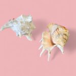 Vintage Pair of Large Murex & Spider Conch Shells | Coastal Boho Shell Decor
