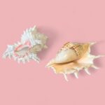 Vintage Pair of Large Murex & Spider Conch Shells | Coastal Boho Shell Decor