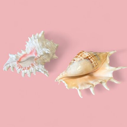 Vintage Pair of Large Murex & Spider Conch Shells | Coastal Boho Shell Decor