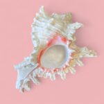 Vintage Pair of Large Murex & Spider Conch Shells | Coastal Boho Shell Decor
