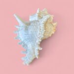 Vintage Pair of Large Murex & Spider Conch Shells | Coastal Boho Shell Decor