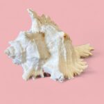 Vintage Pair of Large Murex & Spider Conch Shells | Coastal Boho Shell Decor