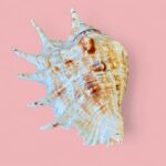 Vintage Pair of Large Murex & Spider Conch Shells | Coastal Boho Shell Decor
