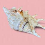Vintage Pair of Large Murex & Spider Conch Shells | Coastal Boho Shell Decor