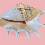 Vintage Pair of Large Murex & Spider Conch Shells | Coastal Boho Shell Decor