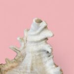 Vintage Pair of Large Murex & Spider Conch Shells | Coastal Boho Shell Decor