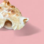 Vintage Pair of Large Murex & Spider Conch Shells | Coastal Boho Shell Decor