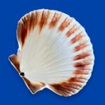 Large Natural Scallop Shell Dishes, Set of 2 Coastal Trinket Dish, Beach Decor