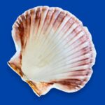 Large Natural Scallop Shell Dishes, Set of 2 Coastal Trinket Dish, Beach Decor