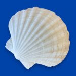 Large Natural Scallop Shell Dishes, Set of 2 Coastal Trinket Dish, Beach Decor