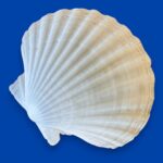 Large Natural Scallop Shell Dishes, Set of 2 Coastal Trinket Dish, Beach Decor