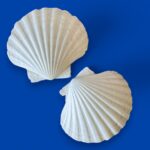 Large Natural Scallop Shell Dishes, Set of 2 Coastal Trinket Dish, Beach Decor