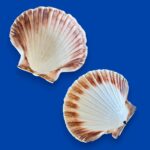 Large Natural Scallop Shell Dishes, Set of 2 Coastal Trinket Dish, Beach Decor