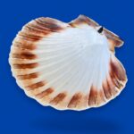 Large Natural Scallop Shell Dishes, Set of 2 Coastal Trinket Dish, Beach Decor