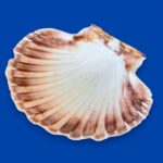 Large Natural Scallop Shell Dishes, Set of 2 Coastal Trinket Dish, Beach Decor