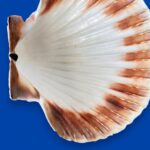 Large Natural Scallop Shell Dishes, Set of 2 Coastal Trinket Dish, Beach Decor