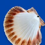 Large Natural Scallop Shell Dishes, Set of 2 Coastal Trinket Dish, Beach Decor