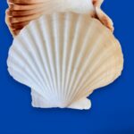 Large Natural Scallop Shell Dishes, Set of 2 Coastal Trinket Dish, Beach Decor
