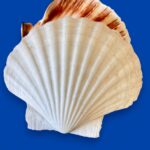 Large Natural Scallop Shell Dishes, Set of 2 Coastal Trinket Dish, Beach Decor